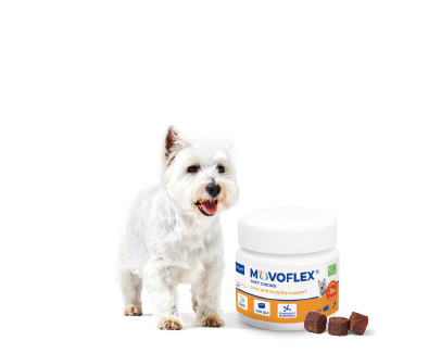 Movoflex for dogs hotsell