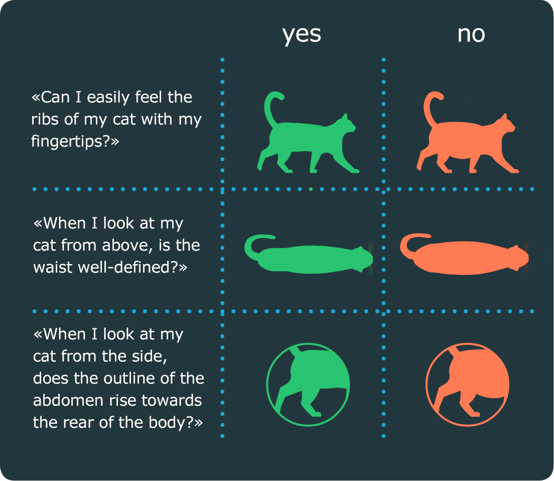Neutered cat practical advice for feeding your neutered cat well