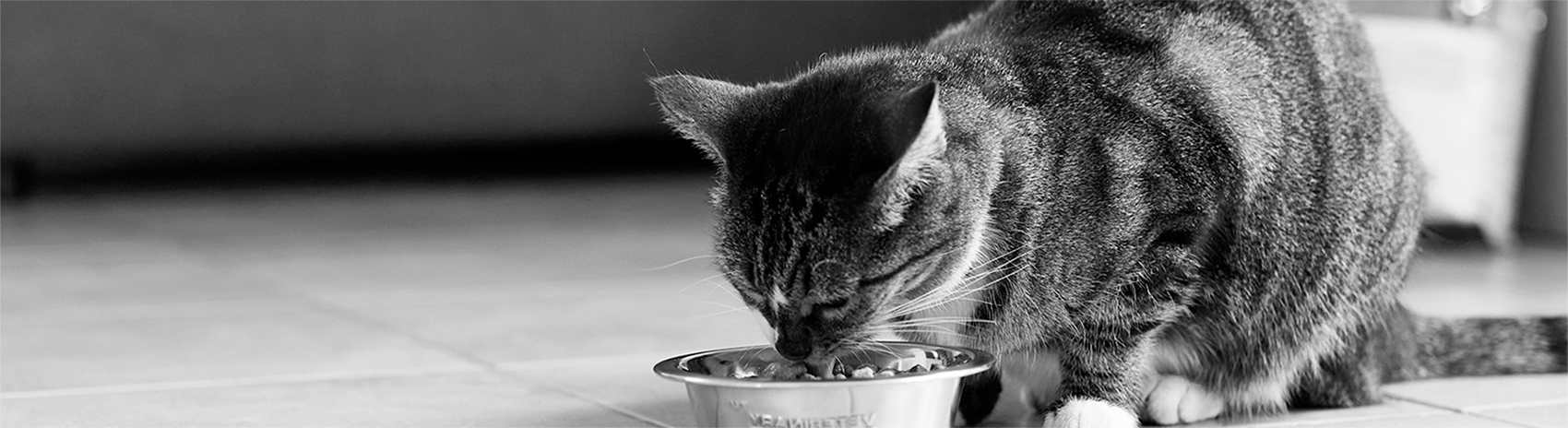Introducing new cat best sale food