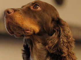 Dog