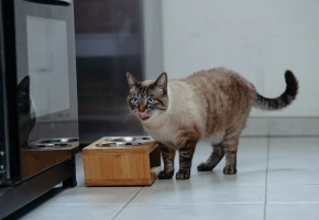 Tabby cat licking its lips beside a wooden pet feeder with metal bowls in a kitchen.