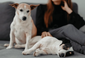 Dogs_relaxing on couch_indoor_with petowner_advice