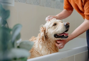 Person bathing a happy golden retriever in a bathtub with soap and water.