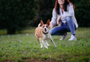 Small brown and white dog running on grass with a person kneeling behind it outdoors.
