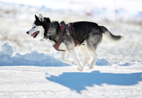 Siberian Husky running in the snow wearing a red harness on a bright winter day.