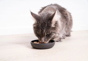 Fluffy gray cat eating from a black food bowl on a light wooden floor.