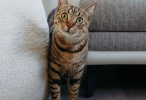 Cat indoors
