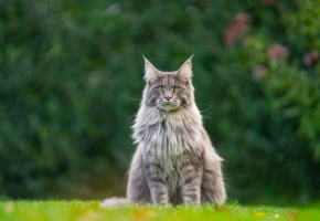 Fluffy gray Maine Coon cat sitting on green grass with a blurred garden background.