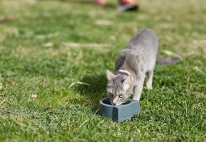 Gray cat drinking water from a bowl on green grass outdoors.