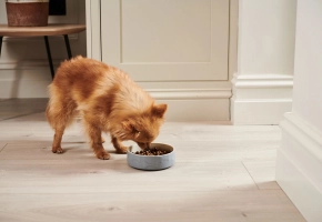 Small brown dog eating kibble from a gray bowl on a light wooden floor indoors.