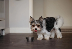 Small fluffy dog licking its nose beside a metal food bowl on a kitchen floor.