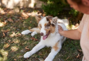 Puppy outside