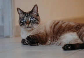 Cat_lying_indoor_alone_advice