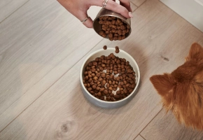 Person pouring dry dog food into a bowl while a small dog waits on a wooden floor.