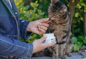 Cat_smelling Movoflex_outdoor_with petowner_advice