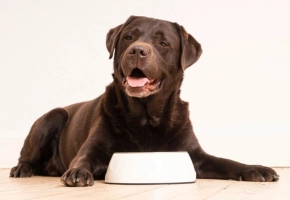 Happy brown Labrador lying on wooden floor with a white dog bowl.