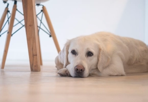 Dog_Sad looking Labrador lying on the floor_indoor_alone_advice