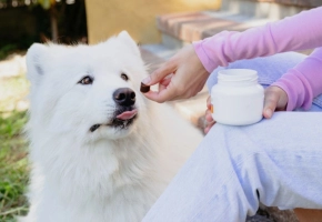 White fluffy dog being given a treat by a person sitting on outdoor steps holding a supplement jar.