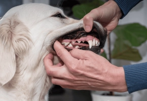 Dog_person checking a dog's teeth and gums_indoor_with petowner_advice