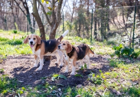 Two beagle dogs standing outdoors near a tree in a sunny fenced garden area.