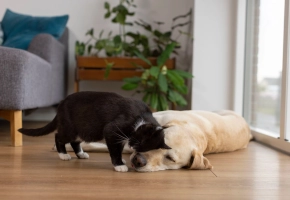 Black and white cat cuddling with a sleeping golden dog on a wooden floor in a cozy living room.