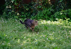 Tabby cat walking through a green grassy garden with small white flowers and leafy plants in sunlight.