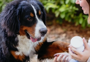 Movoflex Dog