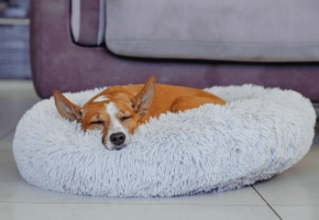Dog_medium dog sleeping in his bed_indoor_alone_advice