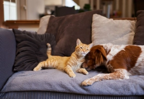 Orange cat and brown-white dog cuddling on a cozy couch with soft pillows.
