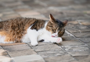 Cat_licking its paw_outdoor_alone_advice