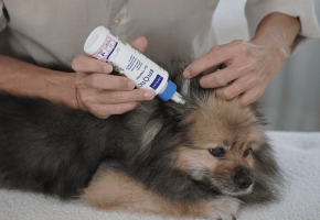 Dog_person applying Epiotic on small dog_indoor_with petowner_advice