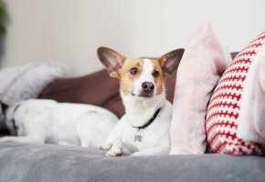 Cute brown and white dog relaxing on a cozy couch with colorful pillows.