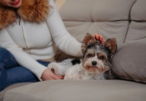 Small fluffy dog relaxing on a couch while being petted by a woman in a white sweater.