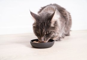 Fluffy gray cat eating from a black food bowl on a light wooden floor.