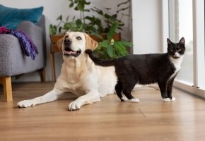 Labrador dog lying on wooden floor beside black and white cat near window in cozy living room.