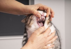 Person examining a cat’s teeth by gently opening its mouth during a dental checkup.