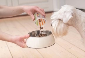 Person pouring dry dog food into a bowl while a white dog eagerly watches.