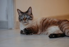 Siamese mix cat with blue eyes lying on a tiled floor indoors, looking alert and relaxed.