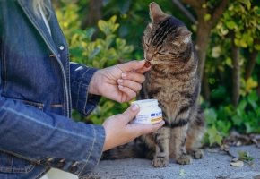 Person feeding a tabby cat a supplement treat from a white container outdoors.