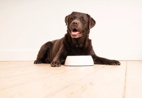 Happy brown Labrador lying on wooden floor with a white dog bowl.