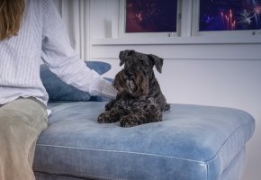 Calm dog with fireworks
