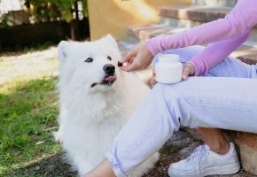 White fluffy dog being given a treat by a person sitting on outdoor steps holding a supplement jar.