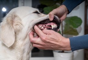 Person checking a dog's teeth and gums by lifting its lip for a dental health inspection.