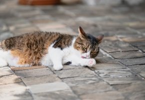 Brown and white cat lying on stone pavement while grooming its paw.
