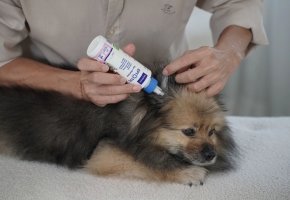 Person applying ear cleaner solution to a small fluffy dog lying on a white surface.