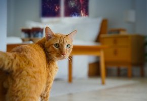Cat and fireworks