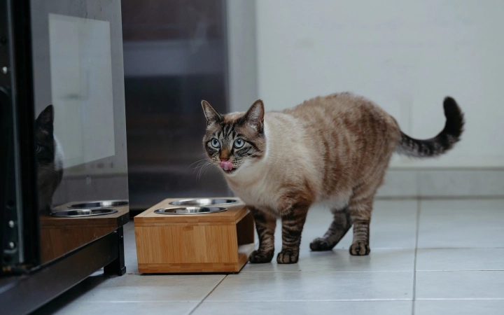 Tabby cat licking its lips beside a wooden pet feeder with metal bowls in a kitchen.