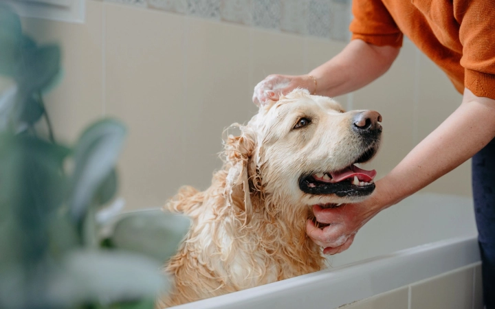 Person bathing a happy golden retriever in a bathtub with soap and water.