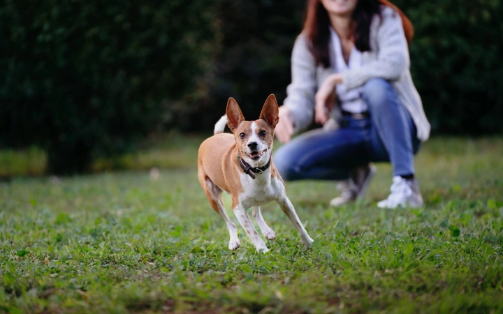 Small brown and white dog running on grass with a person kneeling behind it outdoors.