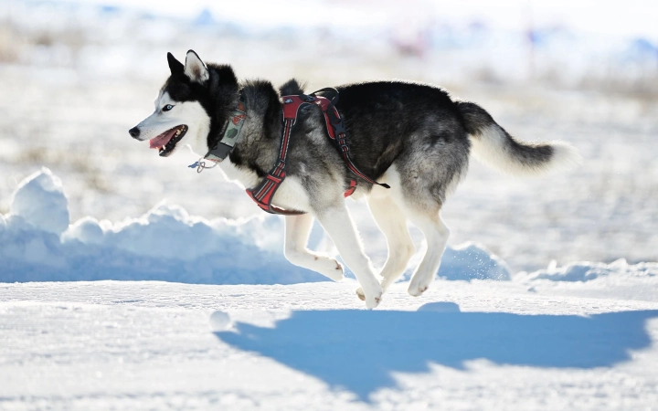 Siberian Husky running in the snow wearing a red harness on a bright winter day.